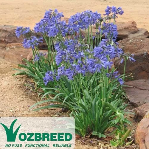 Agapanthus Bingo Blue - Image 6