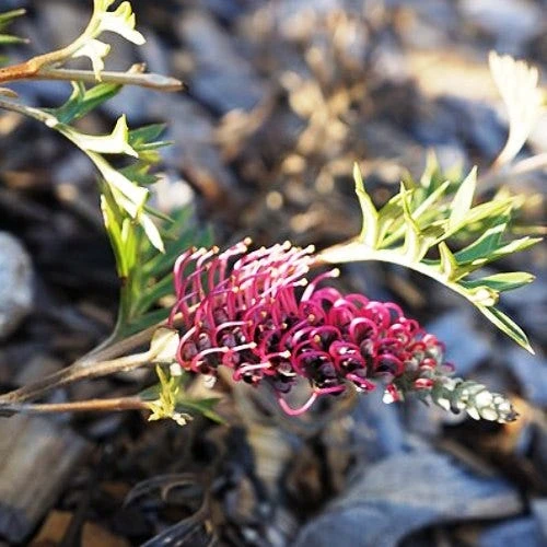 Grevillea Carpet Layer - Image 2