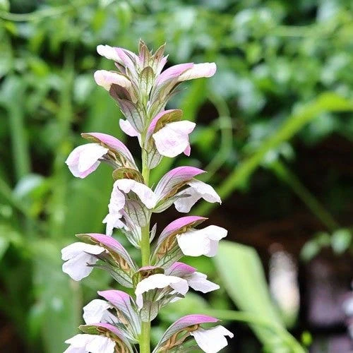 Acanthus Mollis - Oyster Plant - Image 5