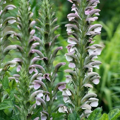 Acanthus Mollis - Oyster Plant