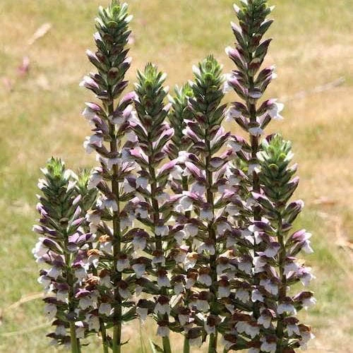Acanthus Mollis - Oyster Plant - Image 4