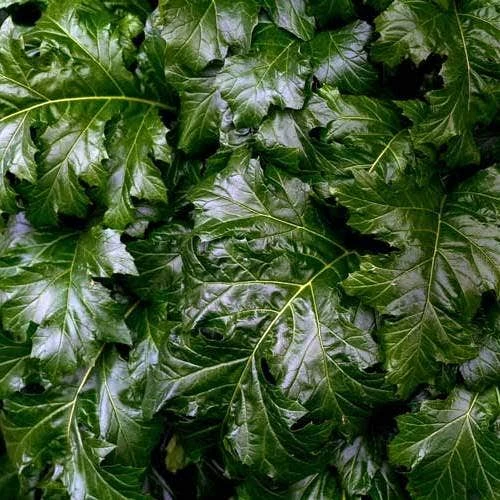 Acanthus Mollis - Oyster Plant - Image 9