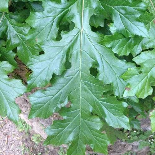 Acanthus Mollis - Oyster Plant - Image 7