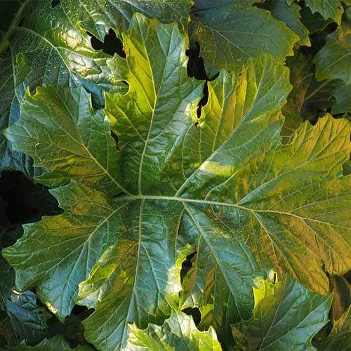 Acanthus Mollis - Oyster Plant - Image 11