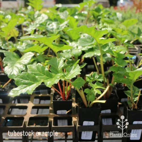 Acanthus Mollis - Oyster Plant - Image 12