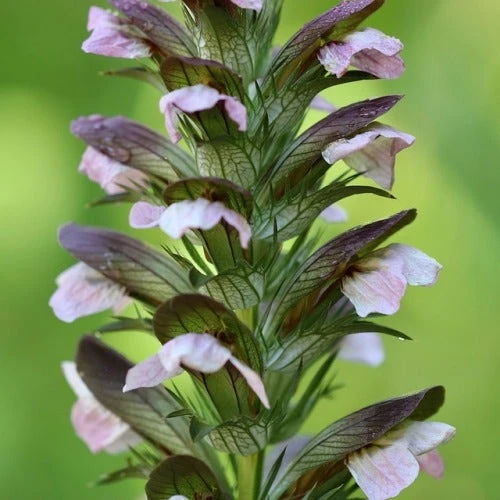 Acanthus Mollis - Oyster Plant - Image 2