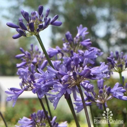 Agapanthus Bingo Blue - Image 8