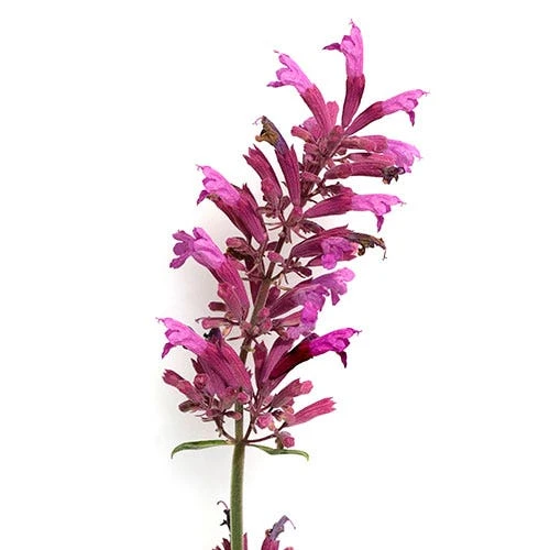 Agastache Heather Queen - Seed - Image 2