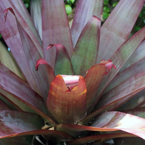 Alcantarea Silver Plum - Bromeliad - Image 3
