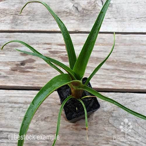 Alcantarea Silver Plum - Bromeliad