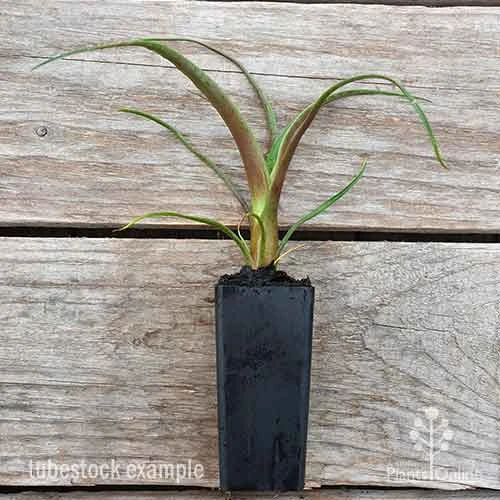 Alcantarea Silver Plum - Bromeliad - Image 2