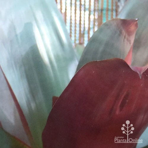 Alcantarea Silver Plum - Bromeliad - Image 6