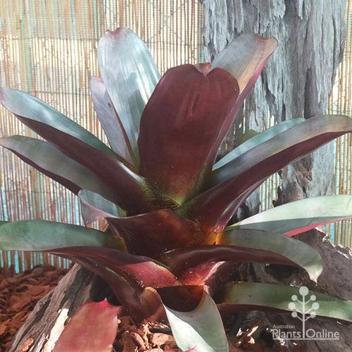 Alcantarea Silver Plum - Bromeliad - Image 5