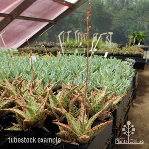 Aloe Pink Blush - Succulent - Image 7