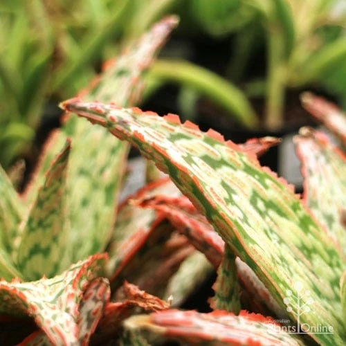 Aloe Pink Blush - Succulent - Image 15