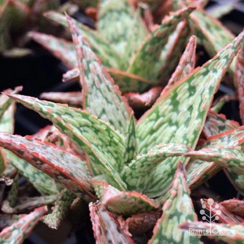 Aloe Pink Blush - Succulent - Image 12