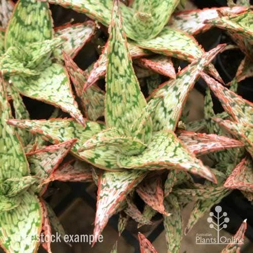 Aloe Pink Blush - Succulent - Image 13