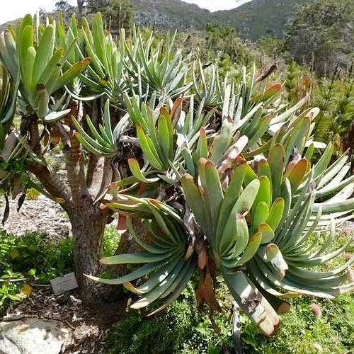 Aloe Plicatilis - Fan Aloe - Succulent - Image 8