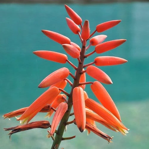 Aloe Plicatilis - Fan Aloe - Succulent - Image 4
