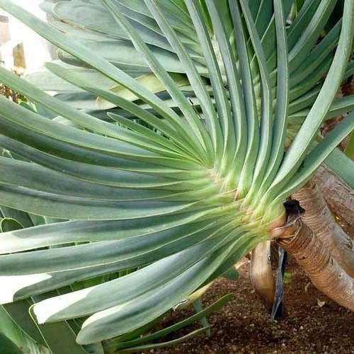 Aloe Plicatilis - Fan Aloe - Succulent - Image 5