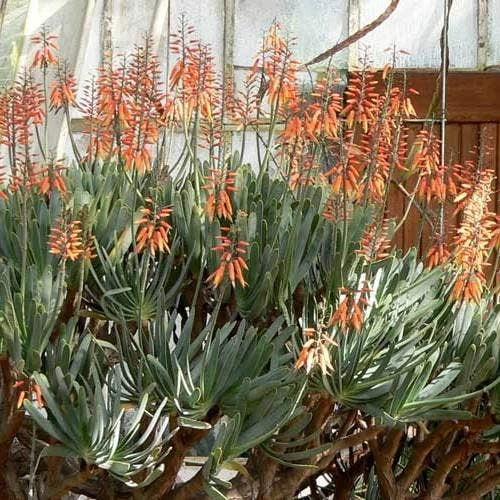 Aloe Plicatilis - Fan Aloe - Succulent - Image 9