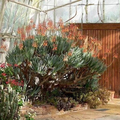 Aloe Plicatilis - Fan Aloe - Succulent - Image 6