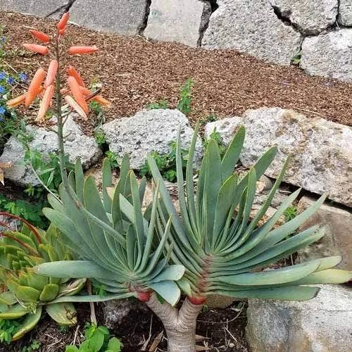 Aloe Plicatilis - Fan Aloe - Succulent - Image 7