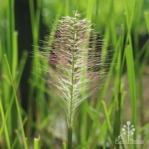 Pennisetum Alopecuroides - Swamp Fountain Grass - Image 4