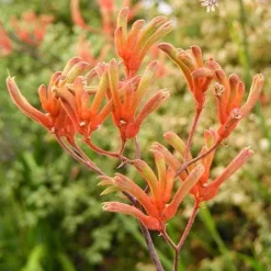 Anigozanthos Orange Cross - Kangaroo Paw