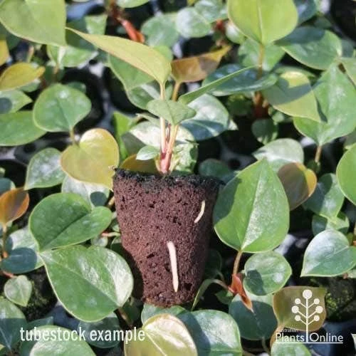 Anthurium White Winner - Image 9