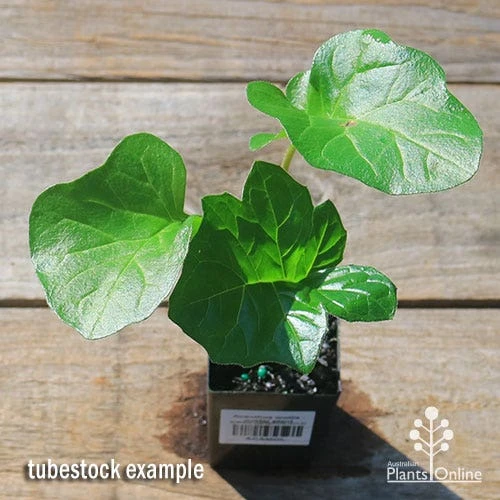 Acanthus Mollis - Oyster Plant - Image 3