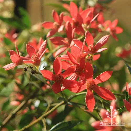 Ceratopetalum Alberys Red - Christmas Bush - Image 2