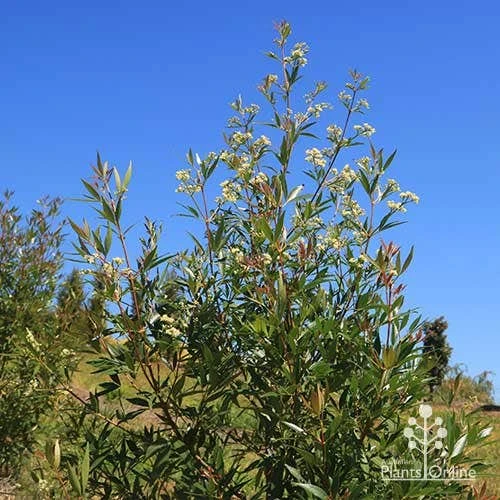 Ceratopetalum Alberys Red - Christmas Bush - Image 18