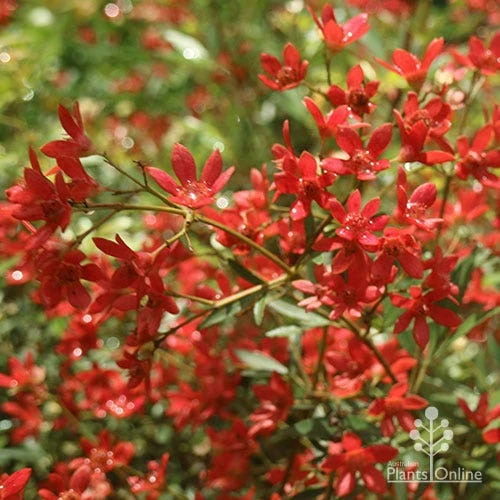 Ceratopetalum Alberys Red - Christmas Bush - Image 3
