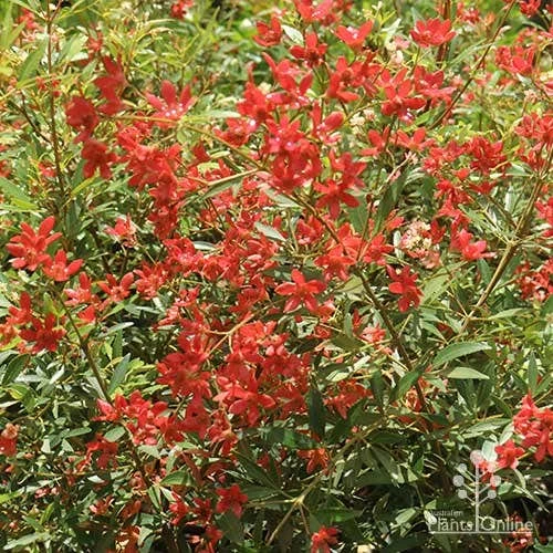 Ceratopetalum Alberys Red - Christmas Bush - Image 8