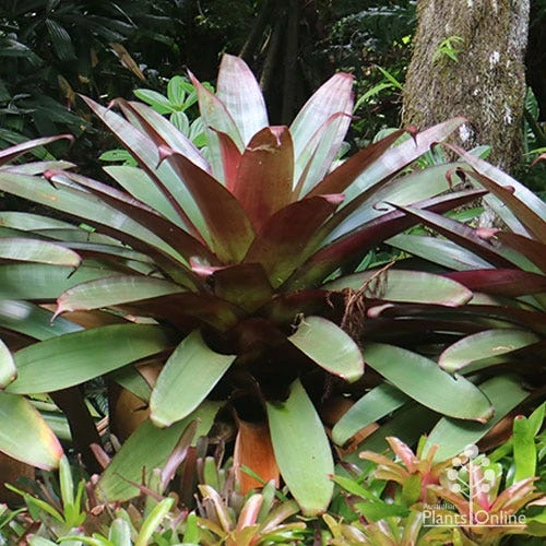 Alcantarea Silver Plum - Bromeliad - Image 9