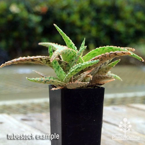 Aloe Pink Blush - Succulent - Image 4