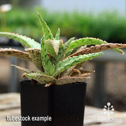 Aloe Pink Blush - Succulent - Image 11