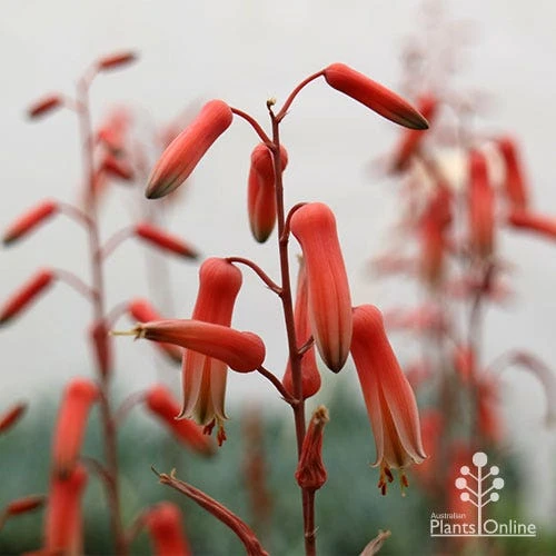 Aloe Pink Blush - Succulent - Image 3