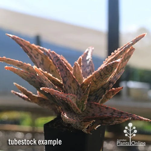 Aloe Pink Blush - Succulent - Image 17