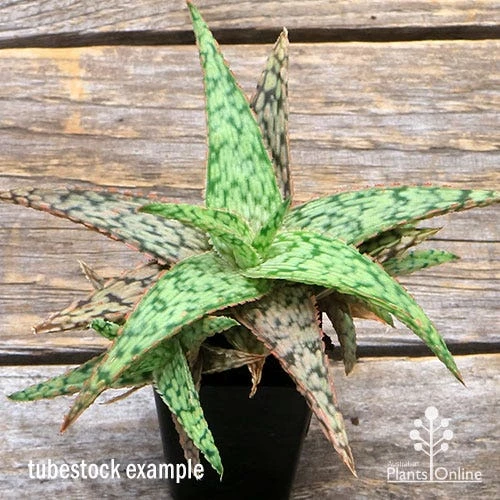 Aloe Pink Blush - Succulent - Image 10