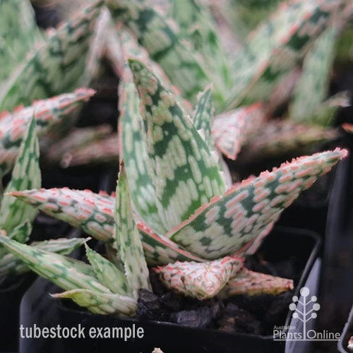Aloe Pink Blush - Succulent - Image 9