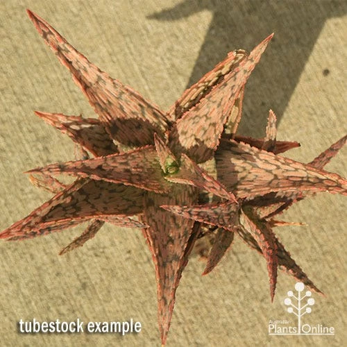 Aloe Pink Blush - Succulent - Image 8