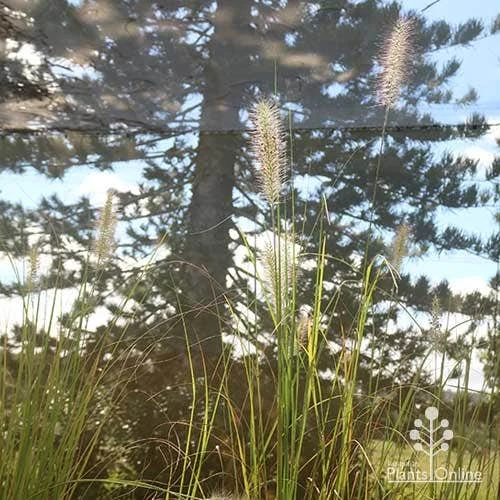 Pennisetum Alopecuroides - Swamp Fountain Grass - Image 9