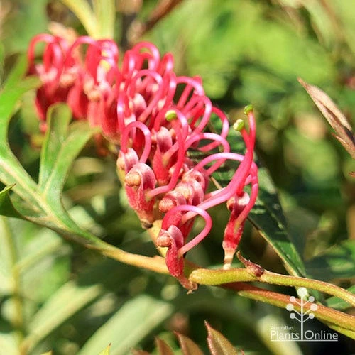 Grevillea Amazing Grace - Image 2