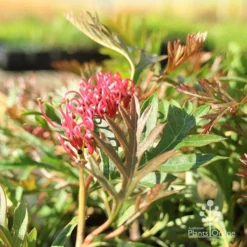 Grevillea Amazing Grace