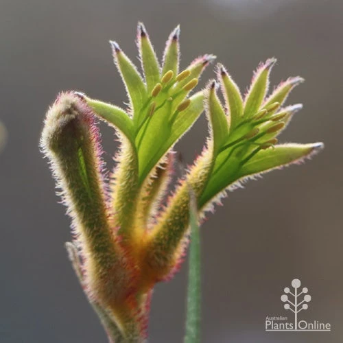 Anigozanthos Bush Glow - Kangaroo Paw - Image 4