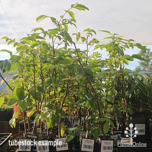 Burdekin Plum - Pleiogynium - Image 3