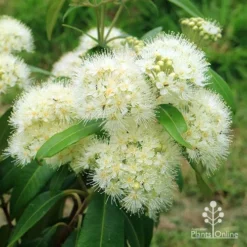 Backhousia Citriodora - Lemon Myrtle