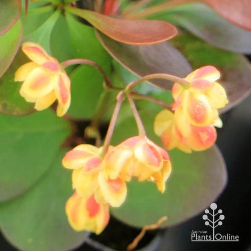 Berberis Little Favourite - Image 2